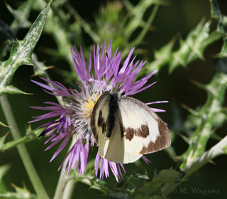 Kanaren-Weißling an Milchfleckdistel